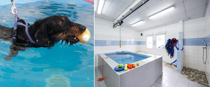 Hydrothérapie chien à Valence
